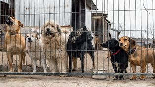 149 kontroli z nieprawidłowościami. Inspektorzy sprawdzili schroniska