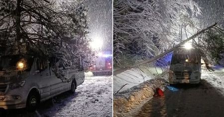 Drzewo spadło na autobus. Kobieta trafiła do szpitala