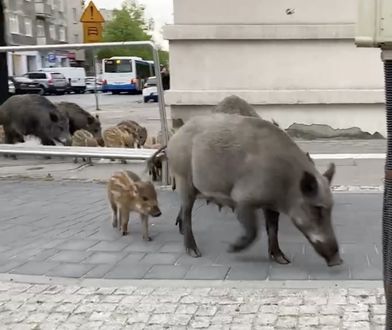 Rząd zajmie się dzikami. Zwierzęta terroryzują miasta