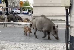 Rząd zajmie się dzikami. Zwierzęta terroryzują miasta
