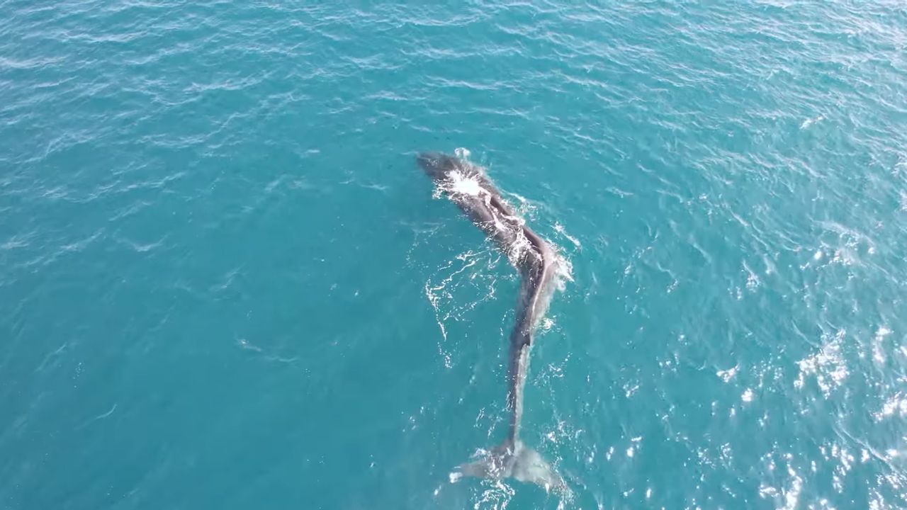 Whale with mysterious spinal twist baffles scientists in Spain