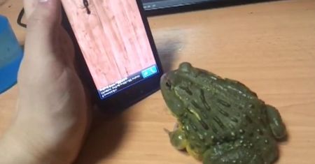 Żaba olbrzymia vs. Ant Crusher [wideo]