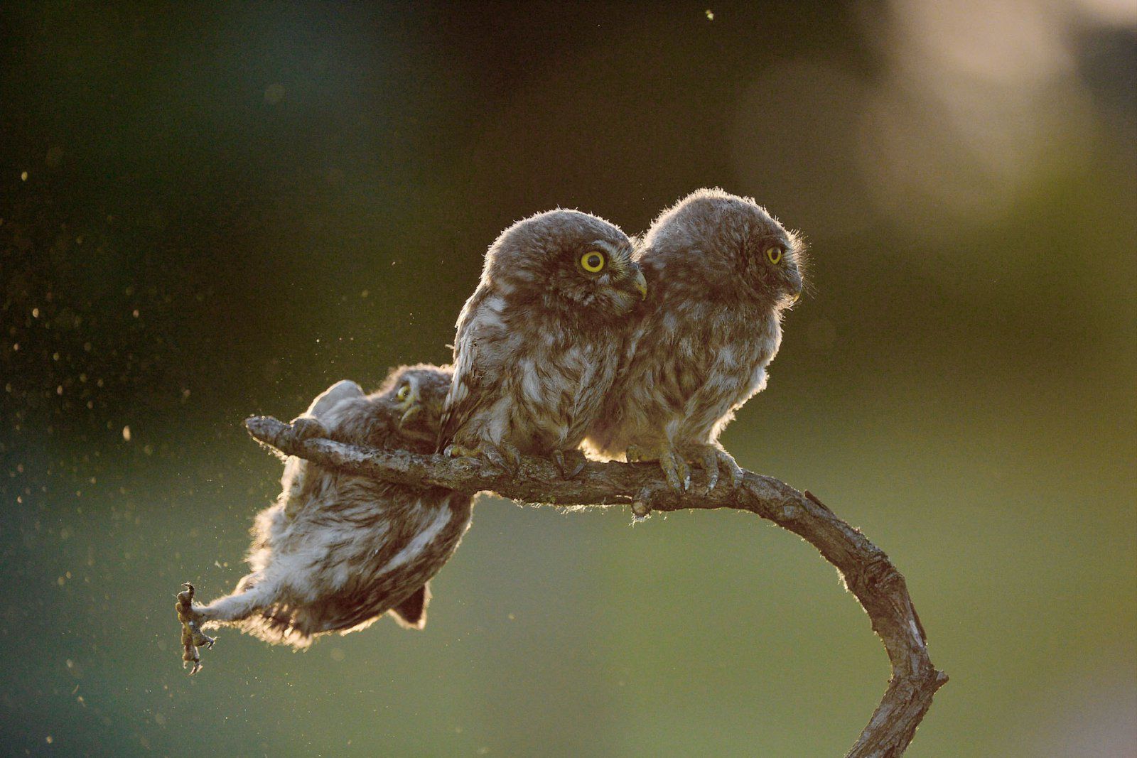 Znamy zwycięzców The Comedy Wildlife Photography Awards 2017. To najśmieszniejsze zdjęcia, jakie dzisiaj zobaczycie 1