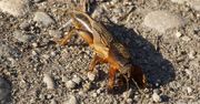 To jeden z największych szkodników w ogrodzie. Tak szybko się go pozbędziesz