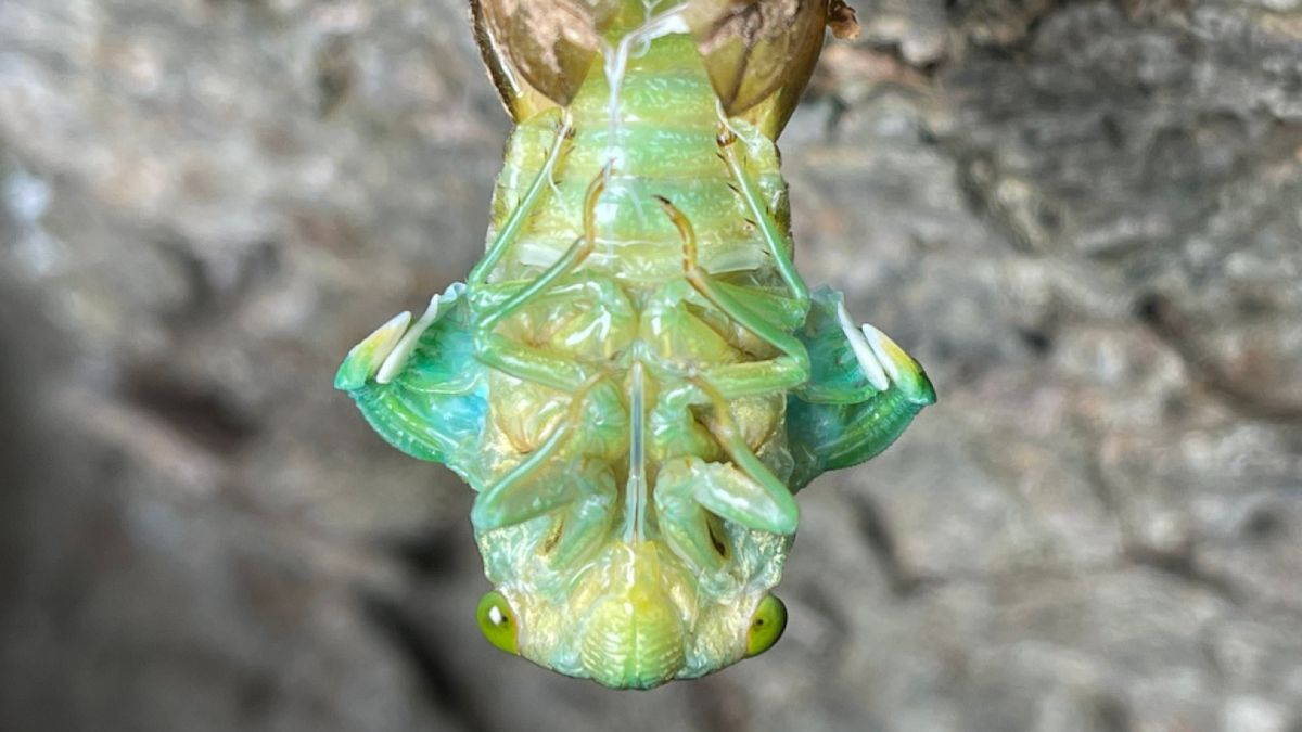 Podwójny lęg cykad