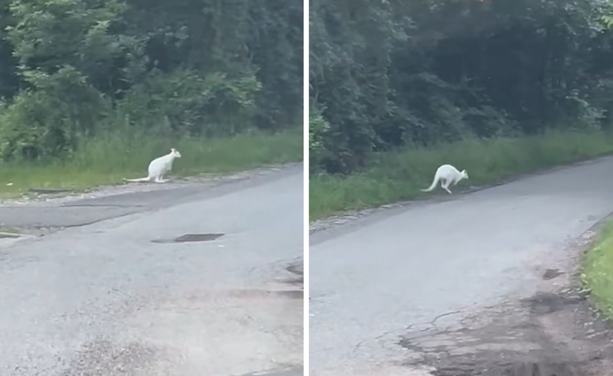 Kangury w Jastrzębiu-Zdroju. Uciekły z prywatnej hodowli