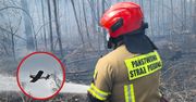 Pożar lasu pod Tucznem. Ogień objął hektary terenu