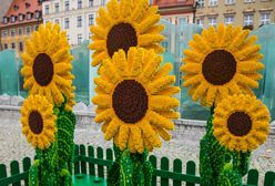 Wrocław. Dzień Życzliwości. Słoneczniki z klocków LEGO w Rynku