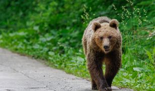 Tuż przy granicy z Polską niedźwiedź zabił grzybiarza