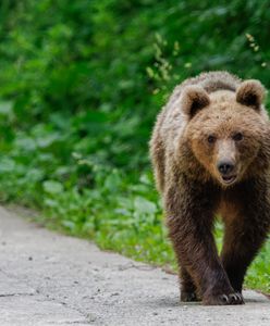 Tuż przy granicy z Polską niedźwiedź zabił grzybiarza