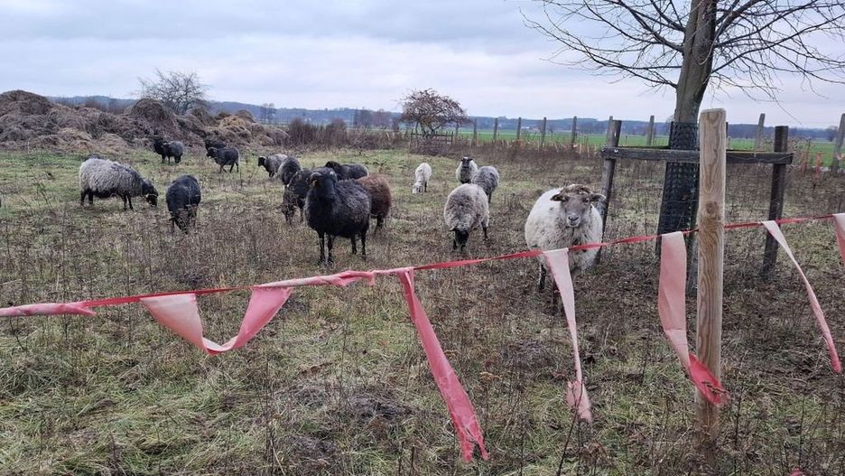 Fladry chroniące owce przed wilkami na pastwisku w Kosowie koło Świecia