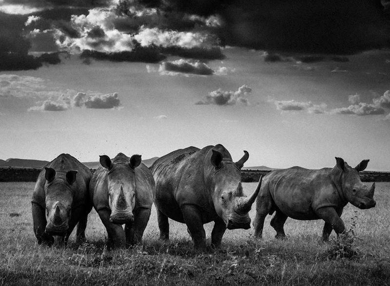 Laurent Baheux ujął charakter Afryki w czarno-białych portretach zwierząt 15