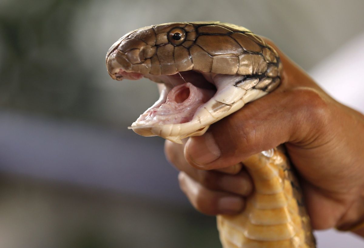 Kobra królewska możw zabić człowieka w 15 minut