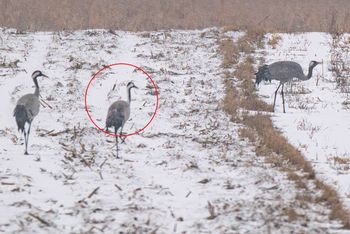 Uchwycili całe stado. Jeszcze na śniegu