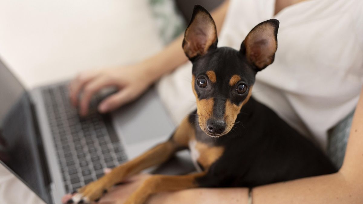 Programista chciał wiedzieć, czy można odliczyć psa od podatku.