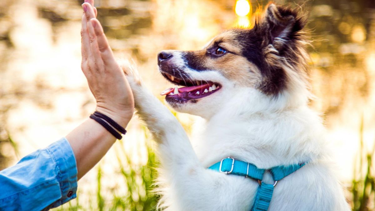 Psy przyjazne dla seniorów.