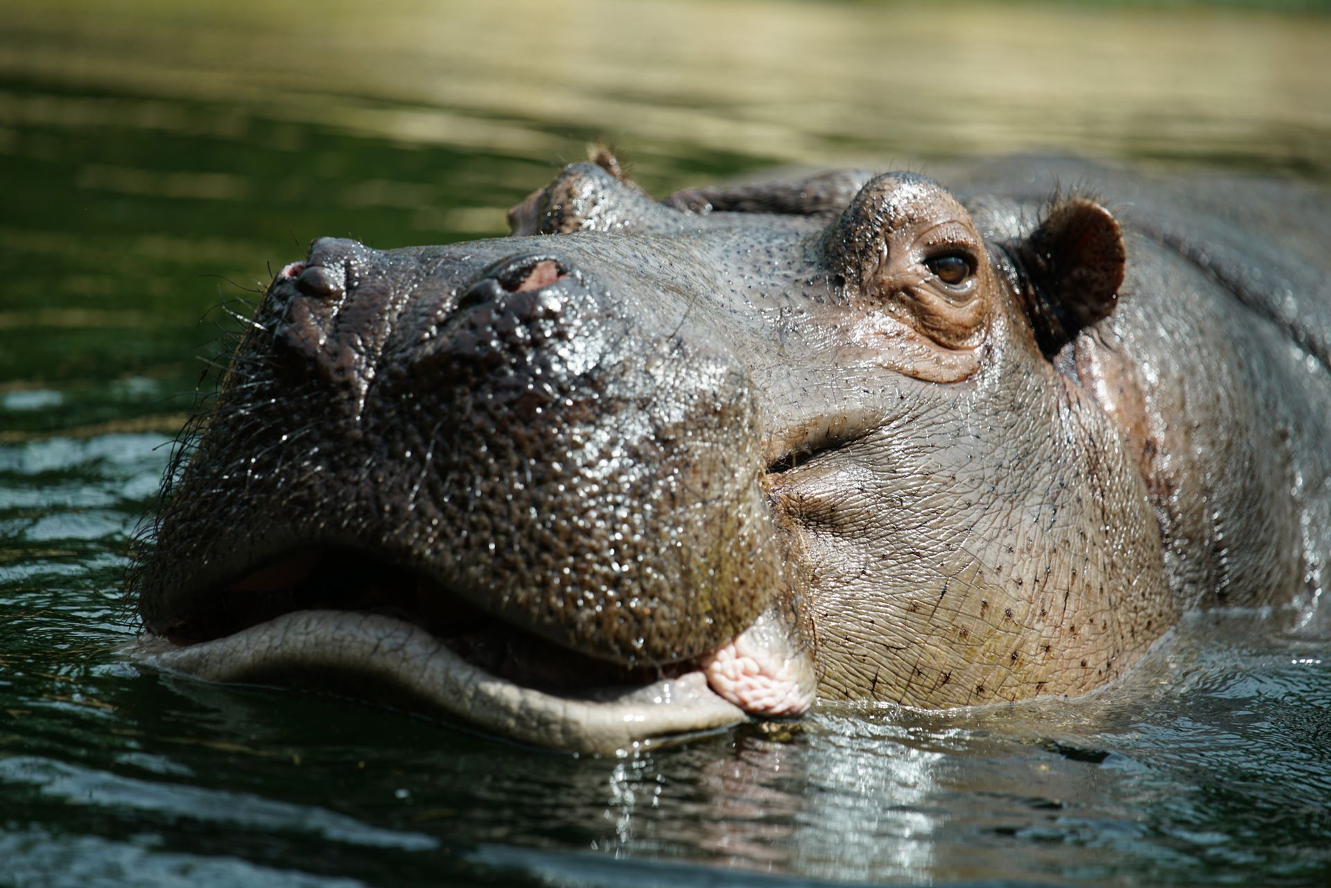 Sony FE 70–200 mm f/2.8 GM OSS - zdjęcia przykładowe z ZOO w Berlinie 10