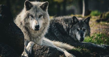 Powrót wilków do Yellowstone. Nieoczekiwane korzyści ekologiczne
