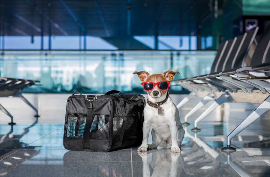 New airline tailored for dogs launches with unique in-flight experience