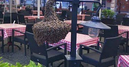 Warszawa. Rój pszczół zagnieździł się w restauracji. Straż miejska pokazała zdjęcie