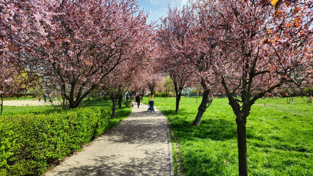 Wiśniowa Aleja powstanie na terenie krakowskiej dzielnicy