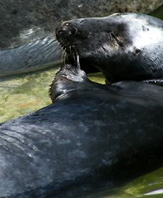 Zanim zasną zimowym snem