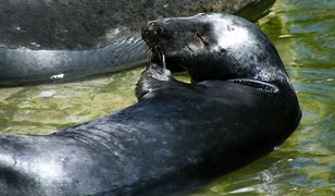 Zanim zasną zimowym snem