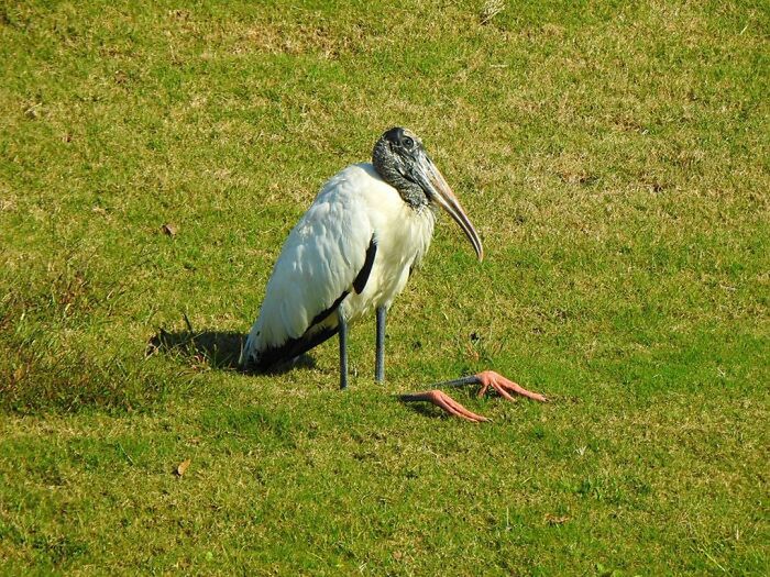 Crap bird photography/facebook