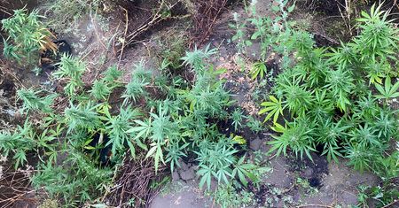 Zlikwidowana nielegalna plantacja marihuany pod Szamocinem