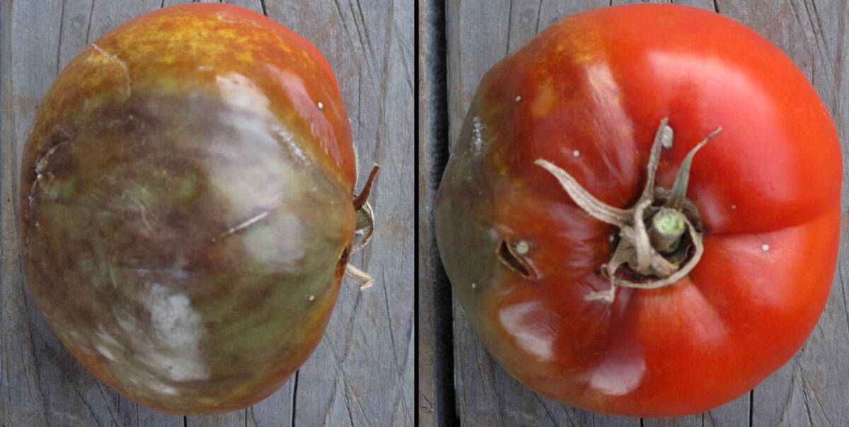 6 Homemade Ways to Protect Tomatoes from Potato Blight