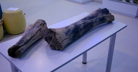 Kości mamuta włochatego sprzed 11 tysięcy lat odkryte na Syberii.