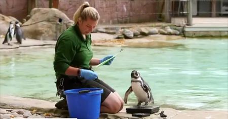 Coroczne ważenie zwierząt w londyńskim zoo.