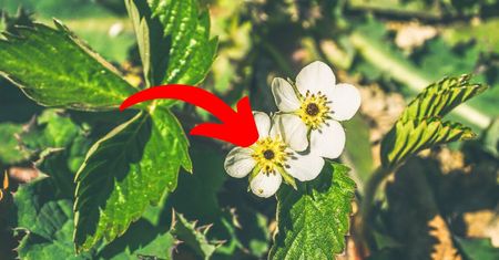Kiedy kwiaty truskawek tak wyglądają, możesz zapomnieć o dużych plonach. Oto powód