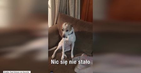 Piesek boi się przyznać do zjedzenia batona