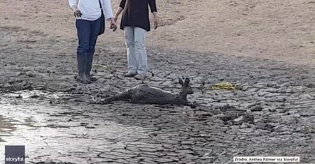 Kangurzyca utknęła w błocie. Z pomocą przyszła australijska rodzina