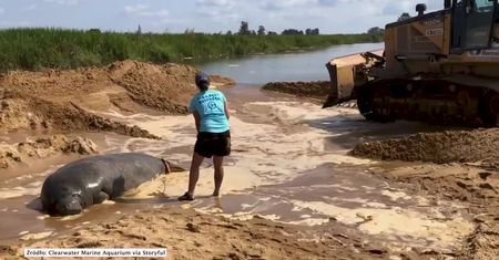 Uratowali manata, który utknął na plaży w USA