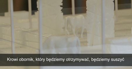 Holandia – kraj tradycji i nowoczesności otwarty na współpracę z Polską