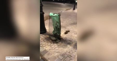 Plaga szczurów w Paryżu. Uciekają przed powodzią