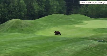 Matka z dzieckiem na polu golfowym w Kolumbii Brytyjskiej. Dwa niedźwiedzie brunatne uniemożliwiły dalszą grę