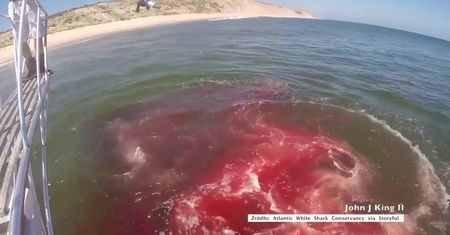 Rekin rozszarpał fokę w morzu. Drastyczne nagranie z Massachusetts