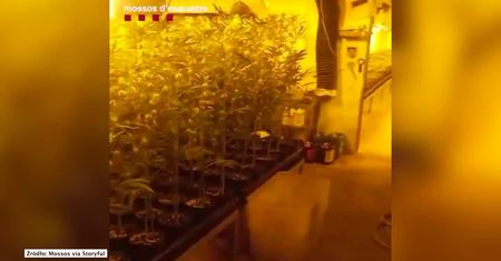 Plantacja marihuany ukryta pod kurnikiem. Hiszpańska policja przejęła blisko 1750 sadzonek konopi indyjskich