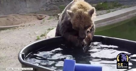 Idealna zabawa na upały. Pracownicy zoo w Denver wiedzą jak dogodzić niedźwiedziom