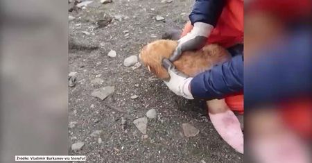 Foka albinos na rosyjskich wyspach na Morzu Ochockim