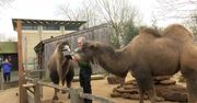 Doroczne liczenie zwierząt w londyńskim zoo. Doliczono się około 16 tys. sztuk z ponad 500 gatunków