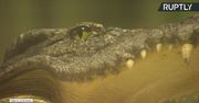 W moskiewskim zoo zmarł „aligator Hitlera”. Miał 84 lata i wyjątkowo bogaty życiorys