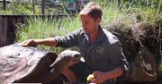 68-letni żółw znalazł partnerkę… na Tinderze. Walentynki w australijskim zoo