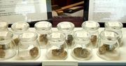 Kanada legalizuje marihuanę. Pierwszego dnia otworzy się 100 punktów sprzedaży
