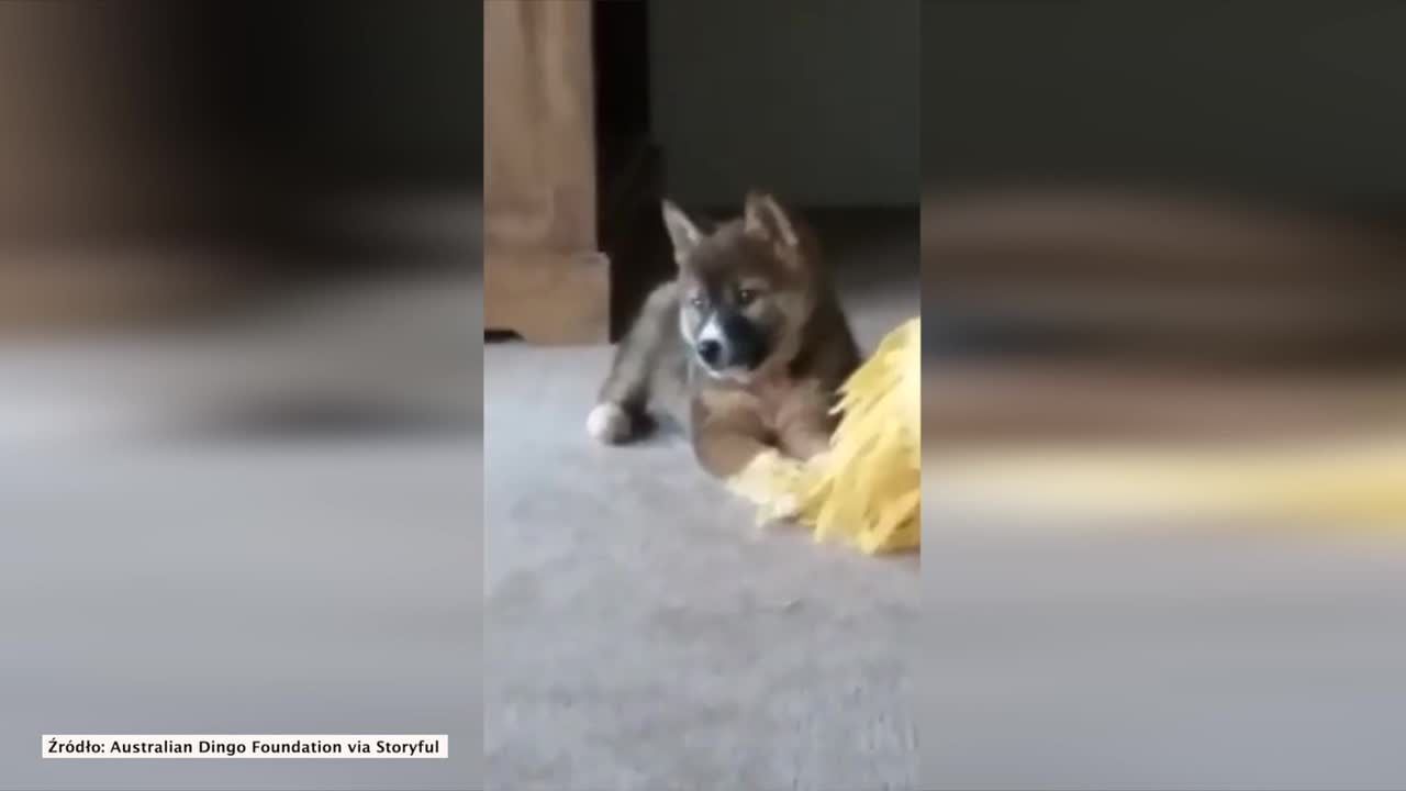 Testy DNA potwierdziły, że znaleziony w Australii szczeniak to czystej krwi dingo. To drugi taki przypadek od 2 lat