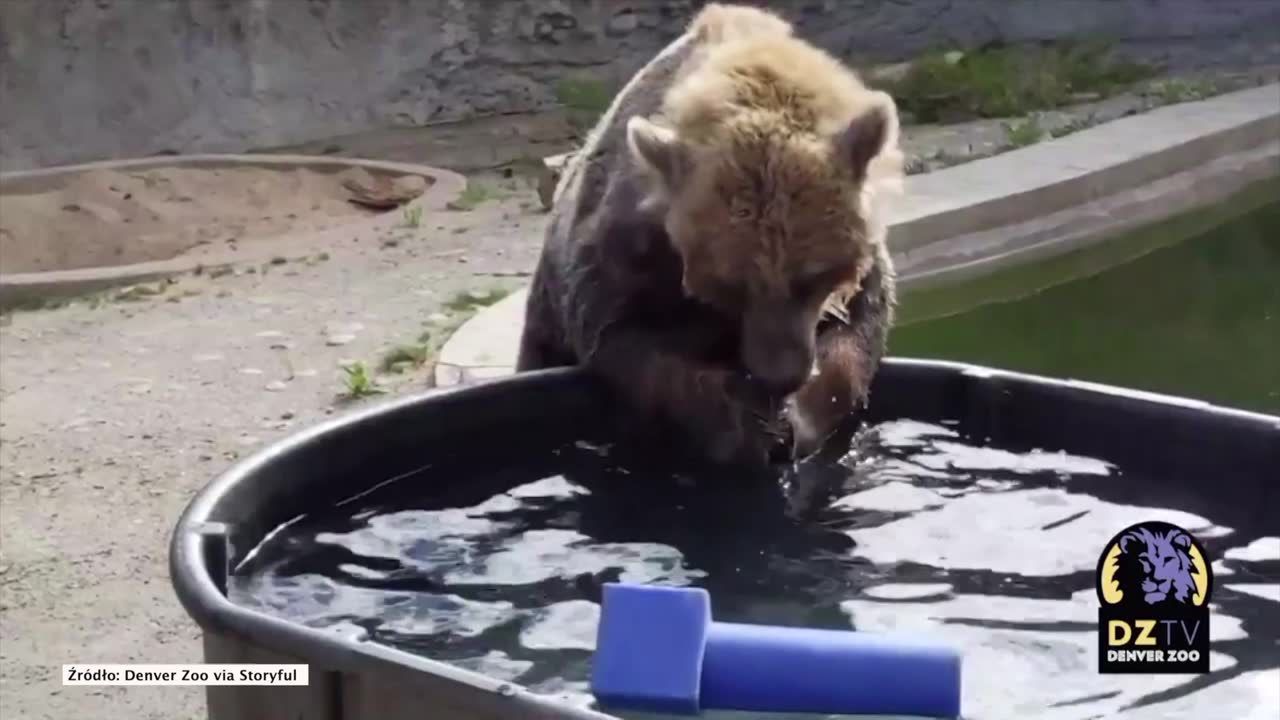 Idealna zabawa na upały. Pracownicy zoo w Denver wiedzą jak dogodzić niedźwiedziom