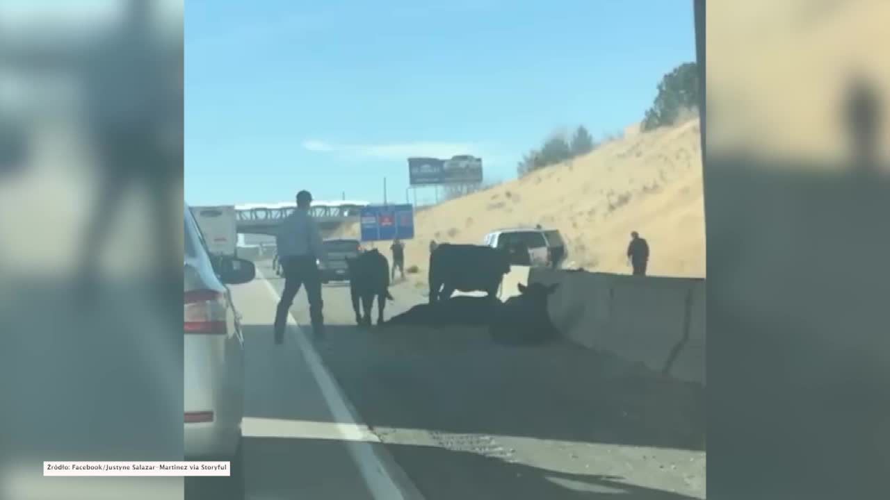 Krowy spadły z wiaduktu na autostradę w amerykańskim stanie Utah